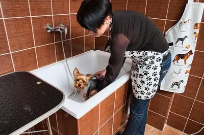 Nowy York - Salon Strzyżenia Psów